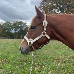 Tough-1 showmanship halter for horses